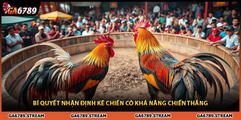 Bí quyết nhận định kê chiến sẽ thắng trong gà cú đá 5 tỷ
