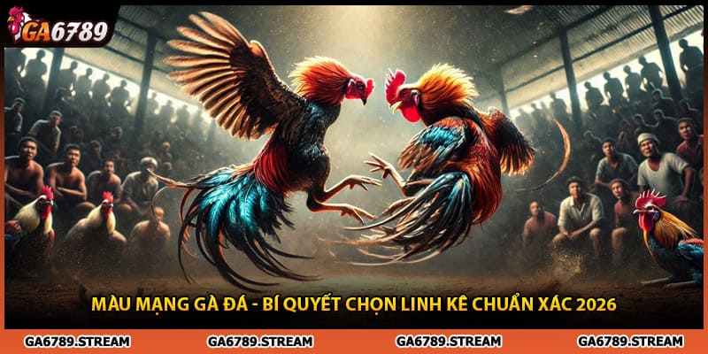 Màu Mạng Gà Đá - Bí Quyết Chọn Linh Kê Chuẩn Xác 2026