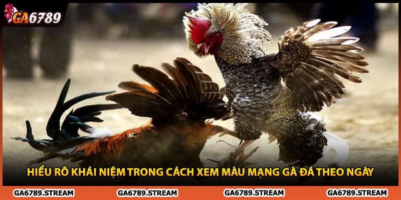 Hiểu rõ khái niệm trong cách xem màu mạng gà đá theo ngày