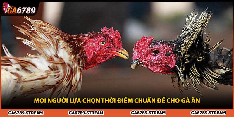 Mọi người lựa chọn thời điểm chuẩn để cho gà ăn